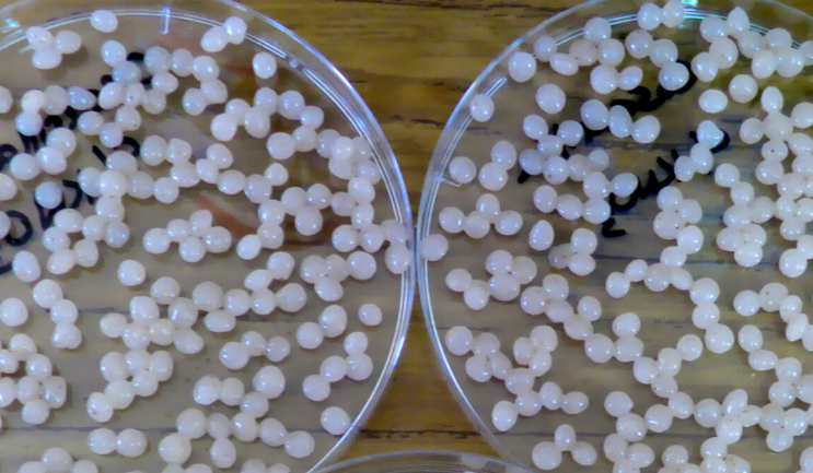 Investigadores/as FIUBA desarrollan fertilizante ecológico que incrementa el rendimiento en más del 100%